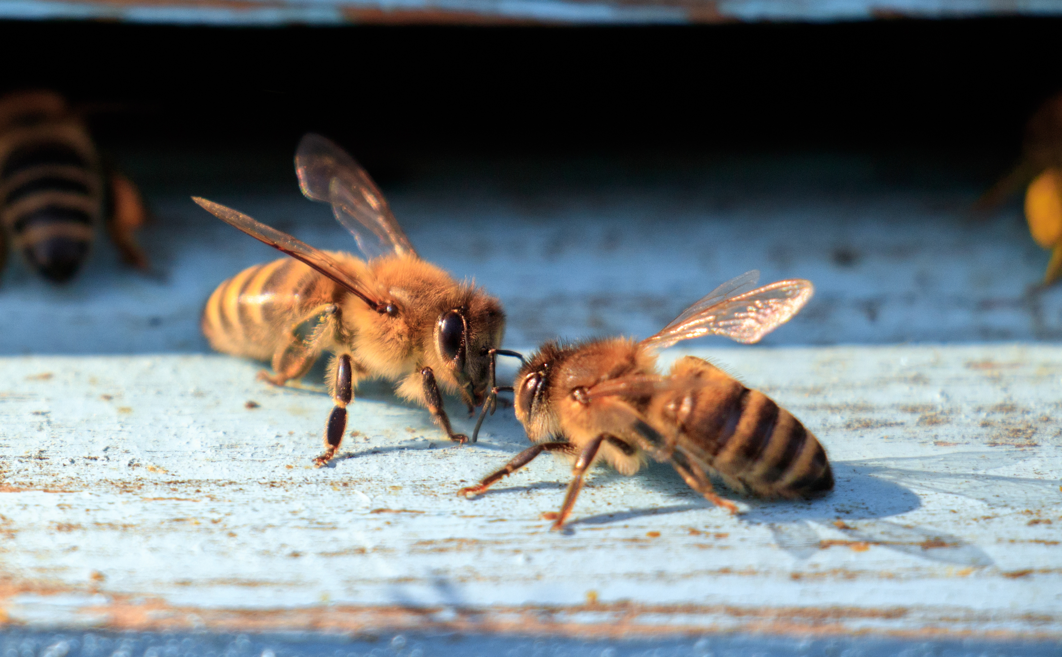 Rechte von Bienen Verschiedene Gläser und Flaschen mit gelbem fermentiertem Honig auf einem Holztisch. Im Vordergrund sind frische Zitronenscheiben und Ingwerwurzeln zu sehen, die auf die natürlichen Zutaten und Aromen der Fermentation hindeuten.