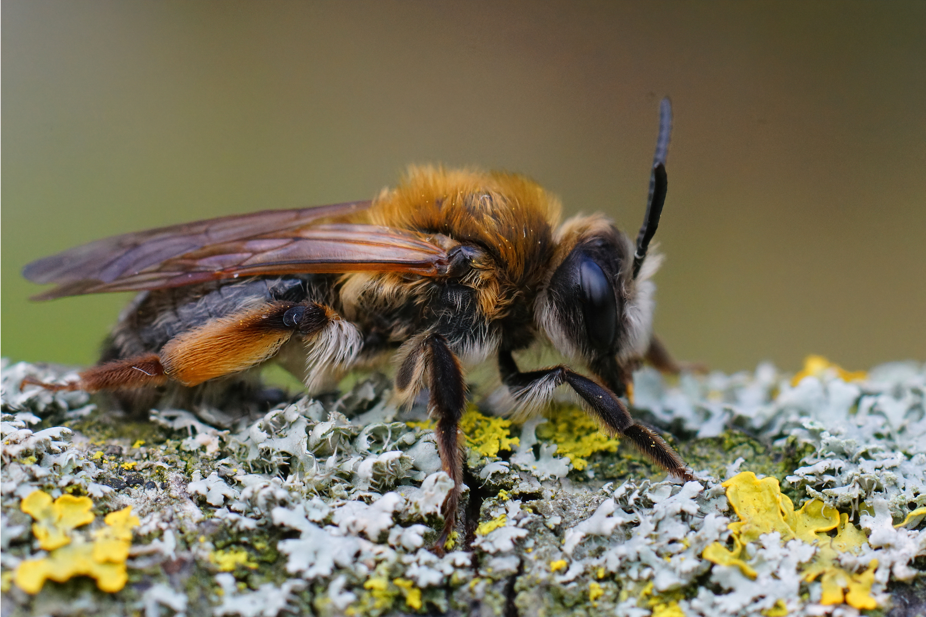Rechte von Wildbienen