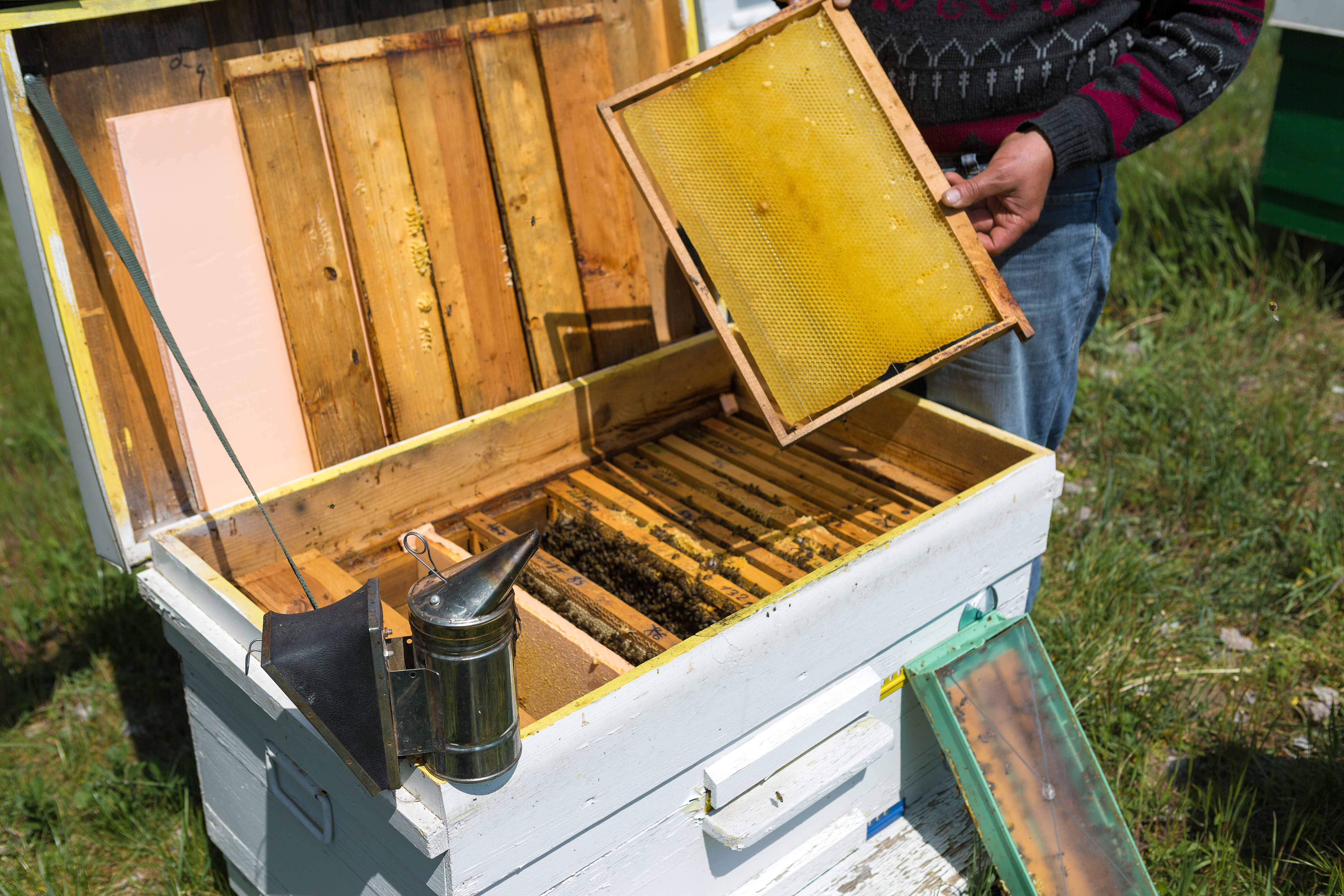 Diebstahl in der Imkerei Verschiedene Gläser und Flaschen mit gelbem fermentiertem Honig auf einem Holztisch. Im Vordergrund sind frische Zitronenscheiben und Ingwerwurzeln zu sehen, die auf die natürlichen Zutaten und Aromen der Fermentation hindeuten.