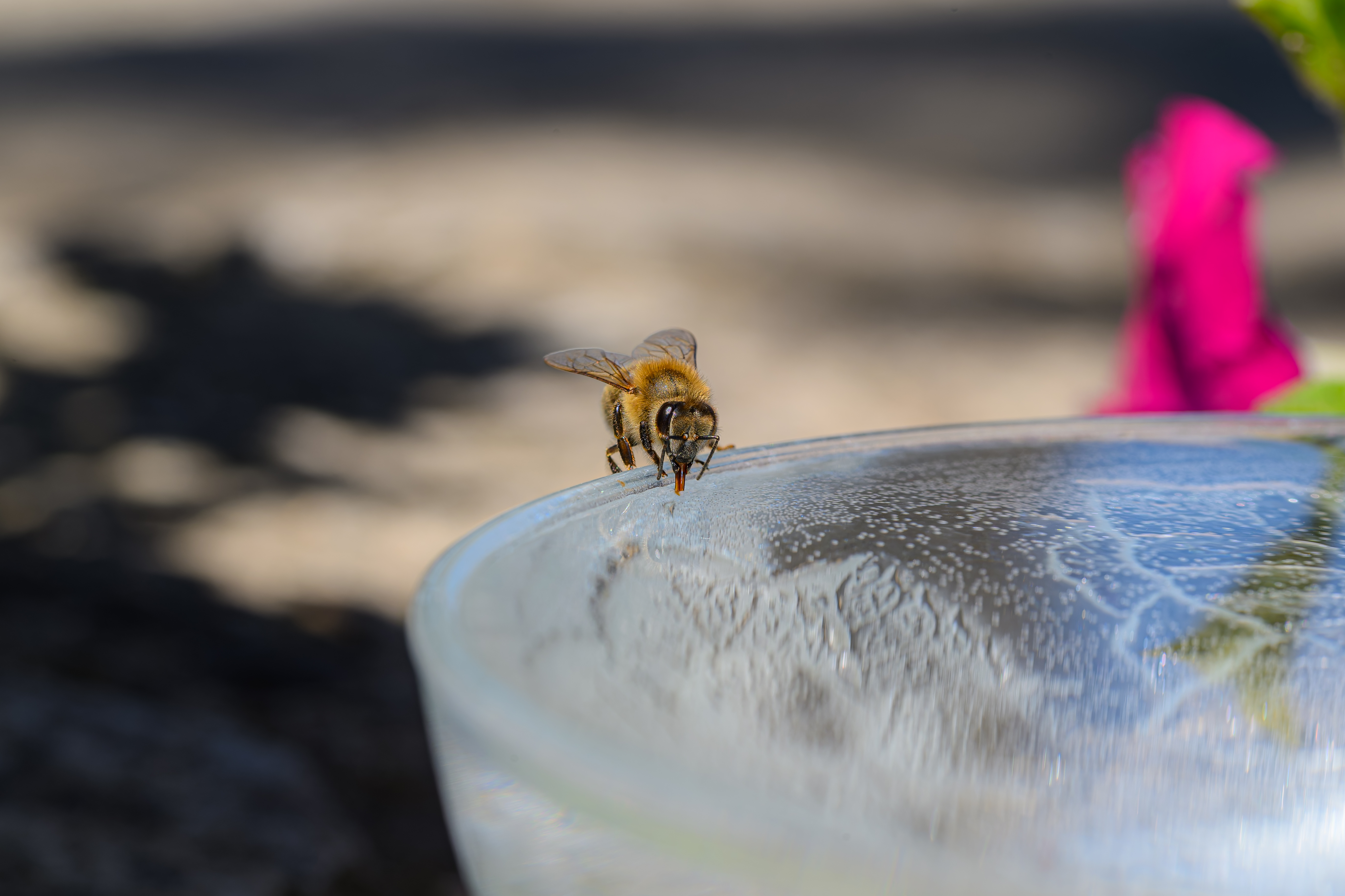 Bienen und Wasser Verschiedene Gläser und Flaschen mit gelbem fermentiertem Honig auf einem Holztisch. Im Vordergrund sind frische Zitronenscheiben und Ingwerwurzeln zu sehen, die auf die natürlichen Zutaten und Aromen der Fermentation hindeuten.